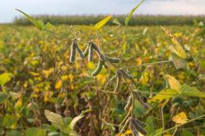 大豆的种植和管理-大豆高产需要掌握的种植技巧有哪些？