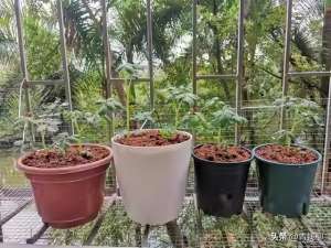 西红柿树种植-优秀盆栽番茄栽培技巧与管理要领