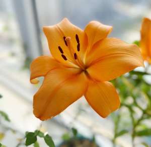 百合种球种植-百合花的3个种植小技巧，开花“碗口大”，芳香美丽，连年开花