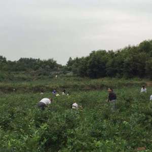 河南蓝莓种植-河南省鲁山县库区——小品种成就大产业 蓝莓助力脱贫