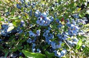 蓝莓苗种植盆栽-盆栽蓝莓的种植方法和栽培管理要点