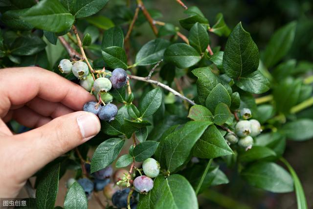 温室大棚蓝莓的种植技术，你知道多少？以下几点很关键