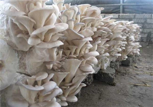 关于凤尾菇的栽培管理，一不小心产量就增产，你知道吗？