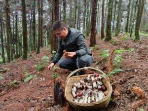 种植技术员工资-从失业到致富：林下种植赤松茸，他一年净赚20多万