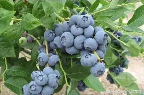 教给你盆栽蓝莓的养殖方法，最适合小孩吃，真正的纯天然无污染