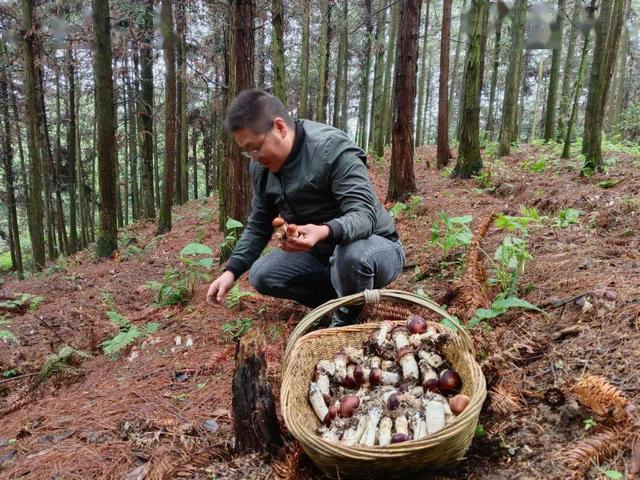 从失业到致富：林下种植赤松茸，他一年净赚20多万