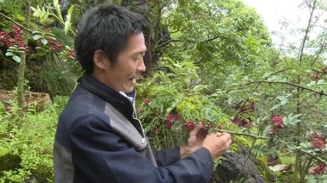 汉源县宜东镇：5万亩花椒成熟，进入集中采摘期