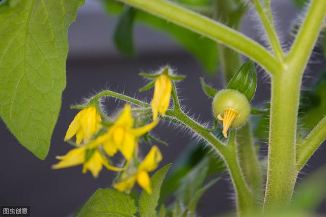 如何养护盆栽番茄？才能提高产量与质量，9步妙招超实用