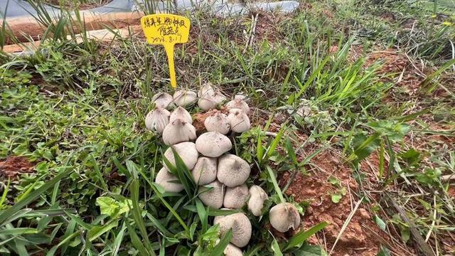 南华县雨露乡仿野生种植鸡枞菌大量出菇
