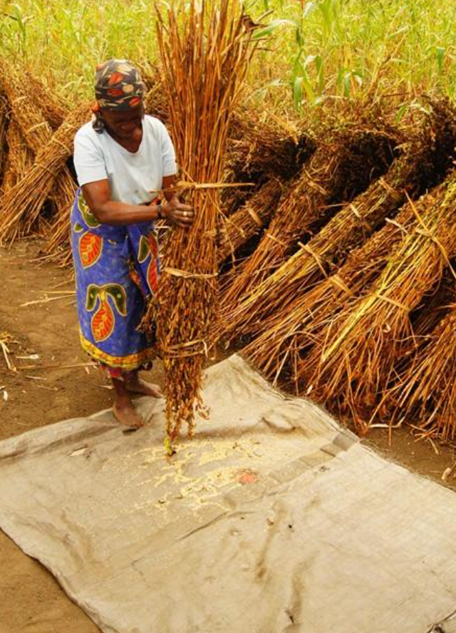 处在饥荒中的非洲：30亿亩耕地，为何宁可种植芝麻，很少种粮食？
