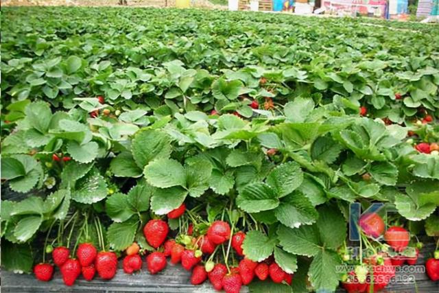 无土草莓种植技术