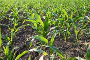 玉米种植要点-玉米种植走科学路，丰收收益加倍高正确管理方法提高产量和质量