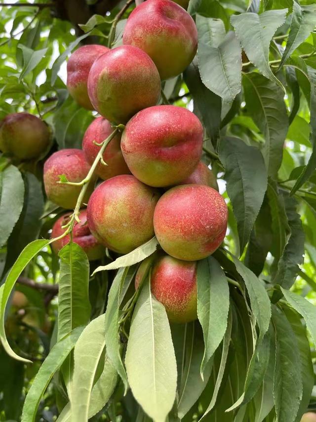 珍珠枣油桃1号桃苗栽植技术要求