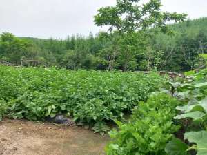 10月份种植豌豆吗-常见蔬菜在南北方分别几月份种植，生长周期以及收获时机