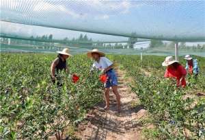 河北蓝莓种植-滦州：蓝莓飘香富农家