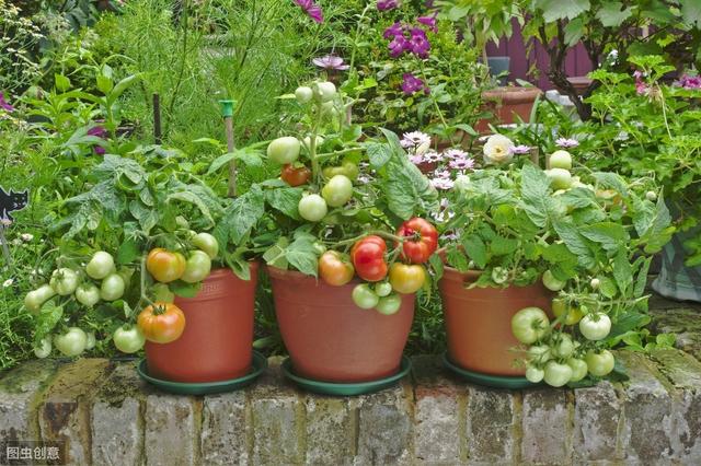 如何养护盆栽番茄？才能提高产量与质量，9步妙招超实用