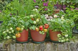 盆栽西红柿种植方法-如何养护盆栽番茄？才能提高产量与质量，9步妙招超实用
