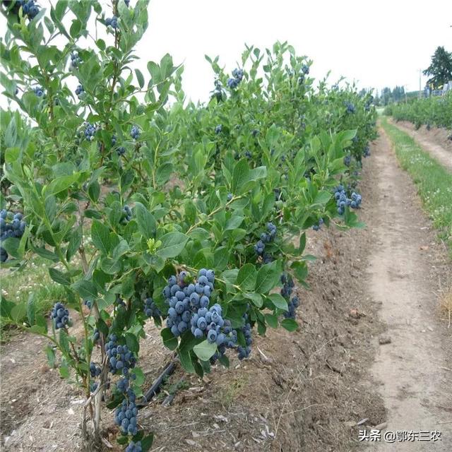 蓝莓卖到26元一斤，是稀缺水果，返乡农民创业可以栽种