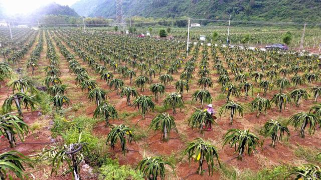 现代化农业系列58：火龙果在越南的种植、收获和加工过程