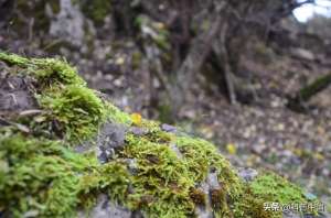大灰藓的种植-想拥有一小片苔藓？自己动手造一片吧