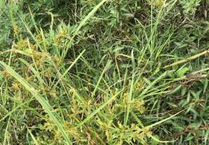 岩黄连种植基地-农民叫它“化痰草”，又有感冒草之称，建议你挖走，如今过于珍贵