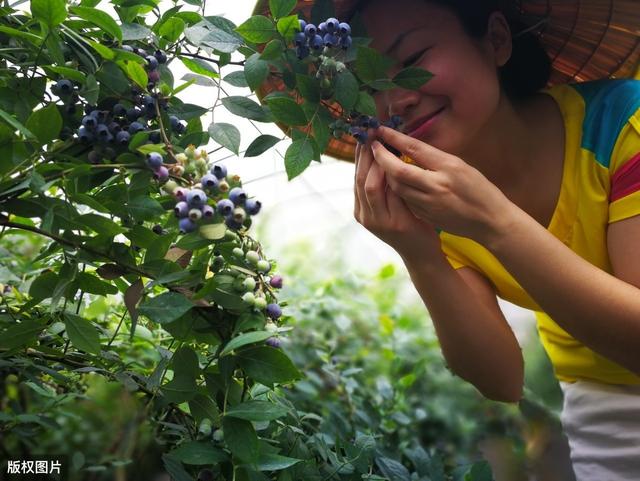 温室大棚蓝莓的种植技术，你知道多少？以下几点很关键