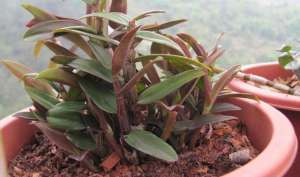 霍山铁皮石斛种植-铁皮石斛盆栽种植方法，养护好了真好看