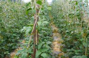 长豇豆的种植方法-春豆角种植过早，难怪烂种多，要想苗齐苗全，有种方法别错过