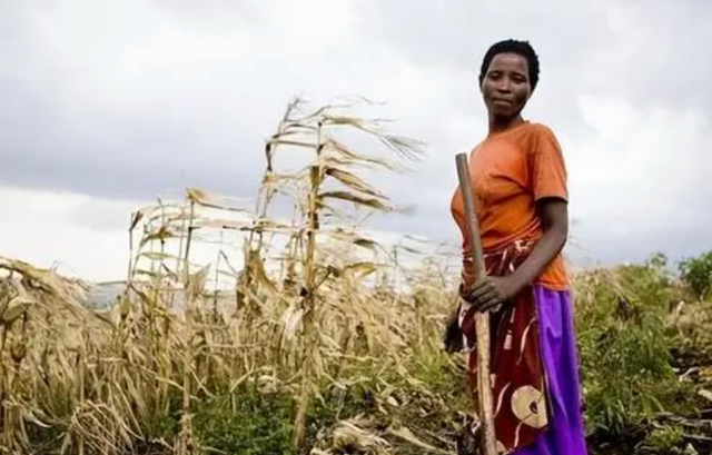 处在饥荒中的非洲：30亿亩耕地，为何宁可种植芝麻，很少种粮食？