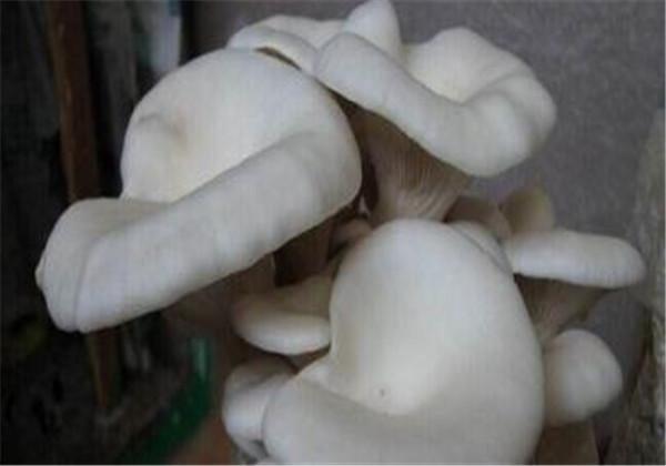 关于凤尾菇的栽培管理，一不小心产量就增产，你知道吗？