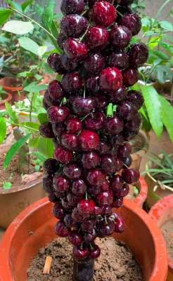 盆栽红樱桃的种植季节-大樱桃树苗的种植方法