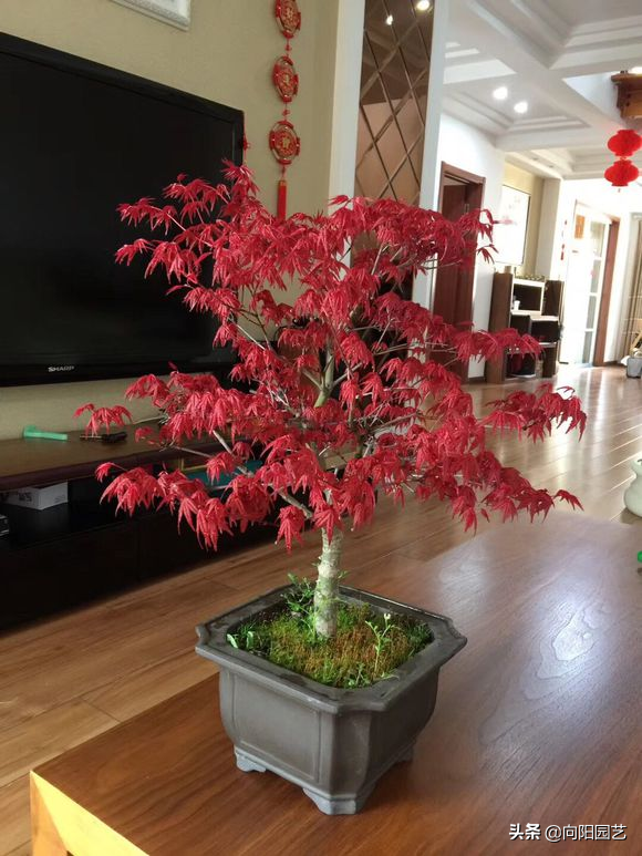 养好盆景“红枫”，学会嫁接很重要，新芽萌发快，叶子红的透彻
