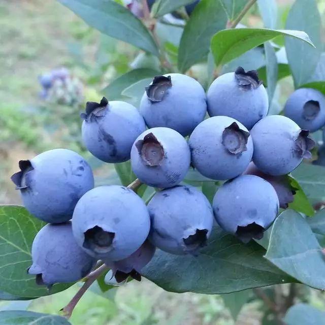 盆栽蓝莓的种植方法和栽培管理要点