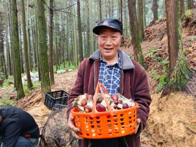从失业到致富：林下种植赤松茸，他一年净赚20多万