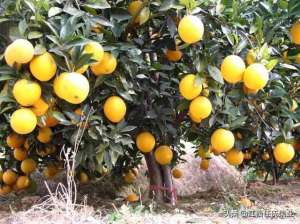 三红蜜柚在湖南种植-柑橘没有最好的品种，只有适应环境种出来才是最好的