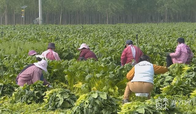 立夏后江苏又一批地产果蔬丰收 新品种新技术助推产业发展