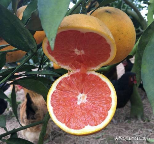 柑橘没有最好的品种，只有适应环境种出来才是最好的