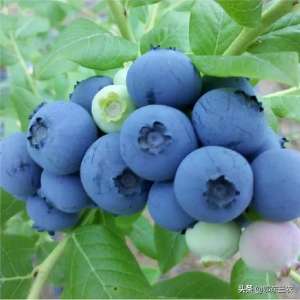 蓝莓适合什么环境种植-蓝莓卖到26元一斤，是稀缺水果，返乡农民创业可以栽种