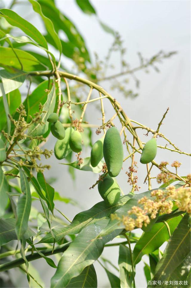 芒果的种植方法和注意事项，加强日常的果园管理，有助保证高产量