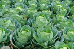 洋白菜种植-手把手教学学会这八个包菜栽培管理技术，保证今年大丰收