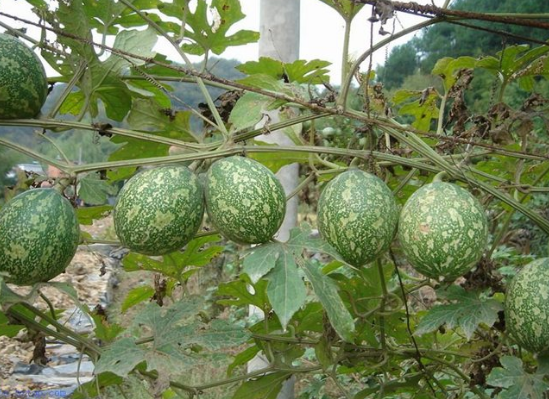 关于吊瓜子的种植方法你知道么？值得收藏！