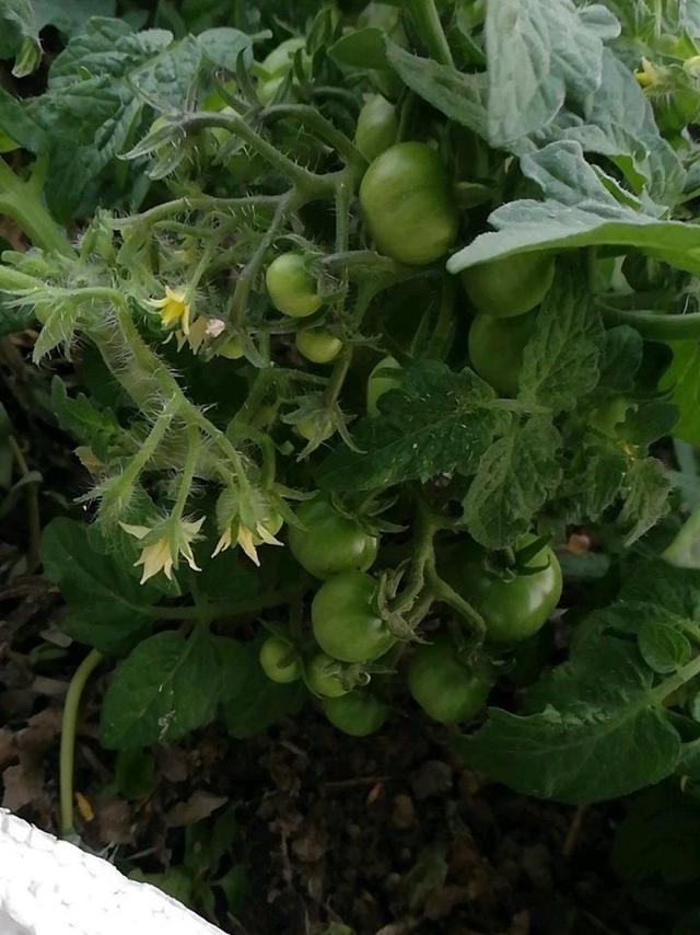 春季播种小番茄，1个细节别忽视，长势喜人，果子大丰收