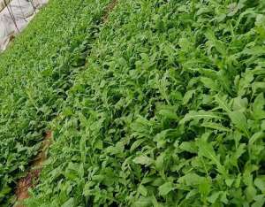 芝麻种植效益-从种到收仅需45天，亩收入达3万元，这样的蔬菜你认为如何