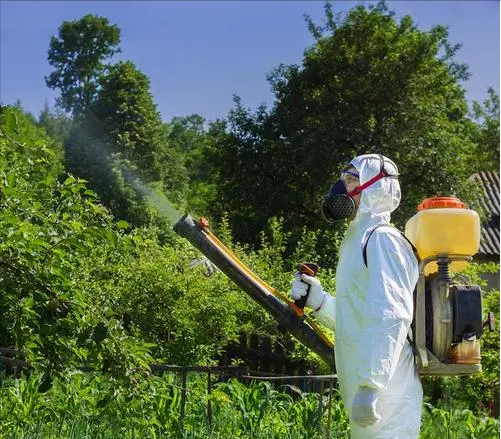 大棚番茄病虫防治栽培技术的研究