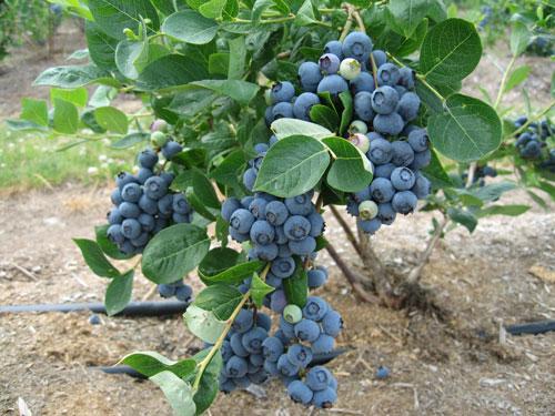 盆栽蓝莓的种植方法和栽培管理要点