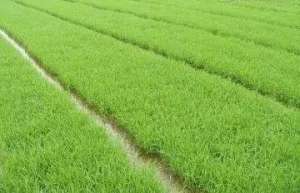 种植水稻方法-水稻栽培技术