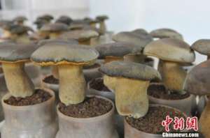 云南人工种植松茸-云南人工鲜牛肝菌首次出口国外