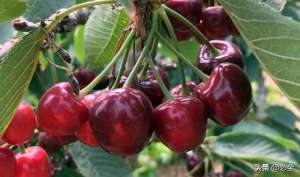 如何种植樱桃树-大樱桃栽植的时期和方法为优质、丰产、稳产奠定基础