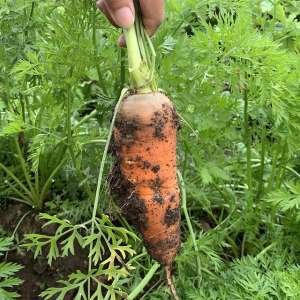 北方胡萝卜的种植-北方秋胡萝卜露地绿色高效栽培技术