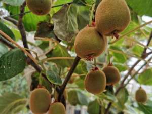 猕猴桃的种植枝术-要想种好猕猴桃，从头开始，必须了解的基本种植管理技术